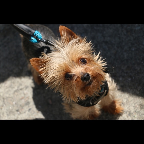 Meet your Posher, Nikki - Picture 1 of 1